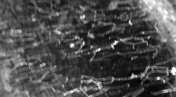 Mögen Aliens Fußball? Kontroverse um historische UFO-Sichtung Spider_web_11164492735